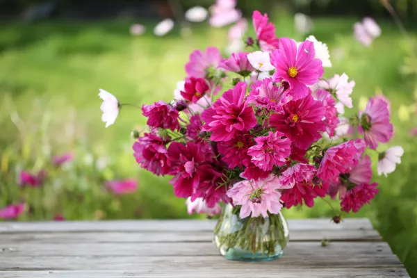 Fleurs - Cosmos Sensation Varié - image