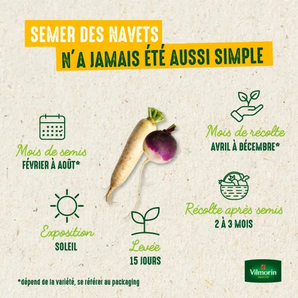 Potagères - Navet-Légume Rouge Plat Hâtif à Feuille Entière - image