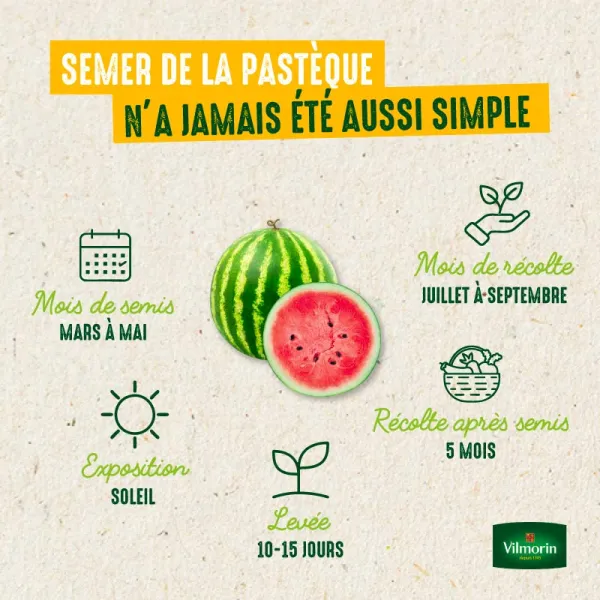 Potagères - Pastèque à Graine Rouge à Confire à Chair Verte - image