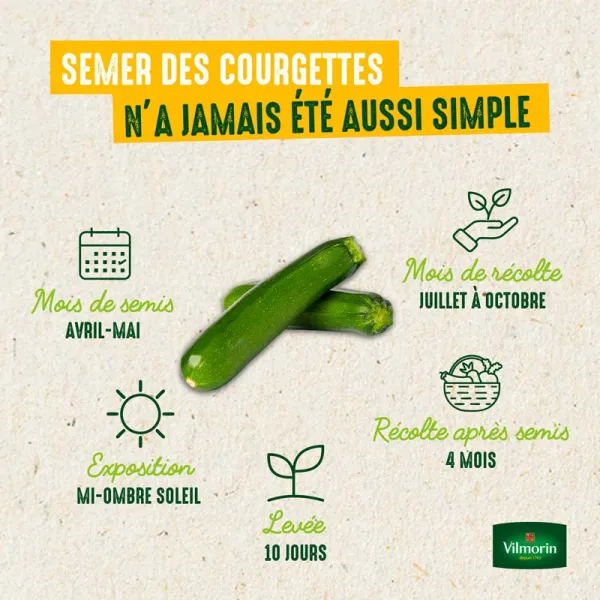 Potagères - Courgette Adrielle HF1 - Graines d'Exception - image
