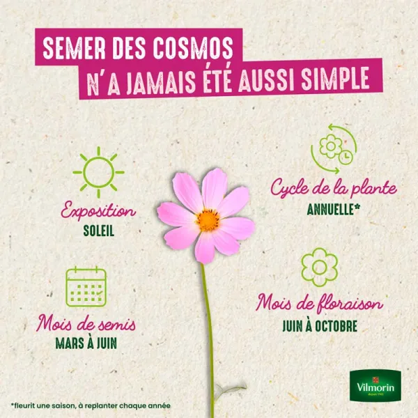 Fleurs - Cosmos Sulphureus Carioca - Graines d'Exception - image
