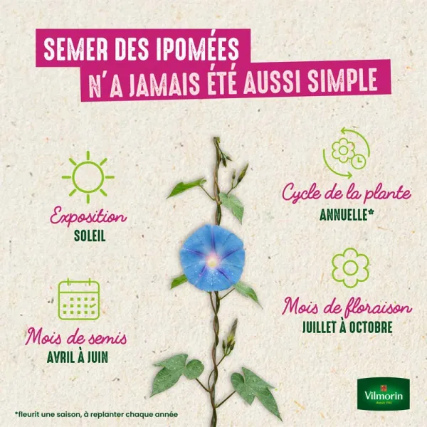 Fleurs - Ipomée Géante Scarlett O'Hara - image