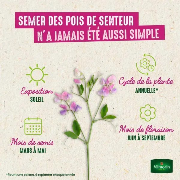 Fleurs - Pois de Senteur Buisson Varié - image