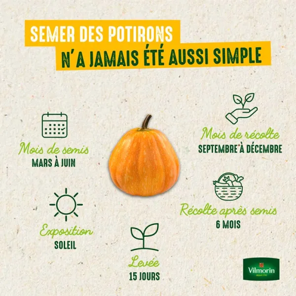 Potagères - Potiron Uchiki Kuri - BIO - image