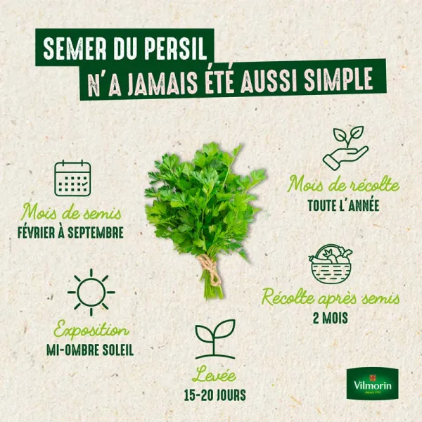 Aromatiques - Persil Commun 2 - BIO - Grand Modèle - image