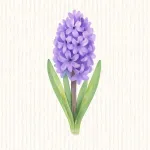 Jacinthe