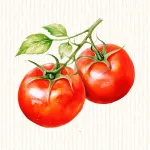 Tomate