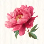 Pivoine