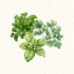 Aromatiques