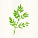 Cerfeuil