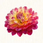 Dahlia