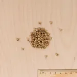 Aromatiques - Coriandre Cultivée - BIO - Grand Modèle - MEDIA_3D