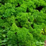 Aromatiques - Persil Frisé Vert Foncé - BIO - face recto