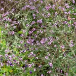 Aromatiques - Verveine Officinale - face recto