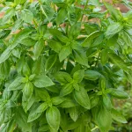 Aromatiques - Basilic Marseillais - BIO - face recto
