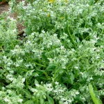 Aromatiques - Bourrache Blanche - face recto