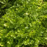 Aromatiques - Coriandre cultivée - face recto