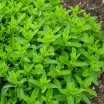 Aromatiques - Menthe Marocaine  - face recto