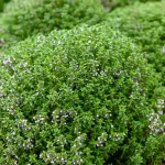 Aromatiques - Thym ordinaire - face recto