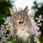 Pour nos animaux - Cataire "Menthe des Chats" (Nepeta cataria) - Grand Modèle - MEDIA_EN_SITUATION_1