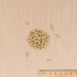 Pour nos animaux - Herbe à Chat (Orge) - BIO - Grand Modèle  - MEDIA_3D