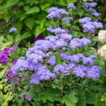 Fleurs - Agératum Roi des Bleus - face recto