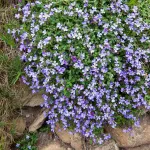 Fleurs - Aubriétia Roi des Bleus - face recto