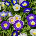 Fleurs - Belle de Jour Variée - face recto