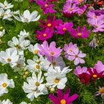 Fleurs - Cosmos Varié - BIO - face recto