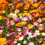 Fleurs - Eschscholtzia de Californie Varié - face recto
