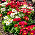 Fleurs - Pâquerette Tapis Varié - face recto