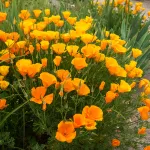 Fleurs - Pavot de Californie Orange King - face recto