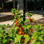 Fleurs - Physalis Lanterne Chinoise - face recto