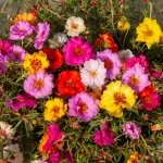 Fleurs - Pourpier Double Varié - face recto