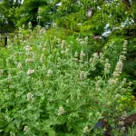 Pour nos animaux - Cataire "Menthe des Chats" (Nepeta cataria) - Grand Modèle - face recto