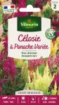 Fleurs - Célosie à Panache Variée - PACKAGING_RECTO