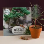 Radis et Capucine - Bonsaï Pinus Pinea à semer - MEDIA_EN_SITUATION_2