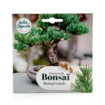 Radis et Capucine - Bonsaï Pinus Pinea à semer - face recto