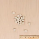 Légumes Secs - Haricot Nain à Ecosser Coco Blanc Précoce  - MEDIA_3D