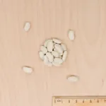 Légumes Secs - Haricot Grimpant Vert Neckarkönigin - 10 m - BIO - MEDIA_3D