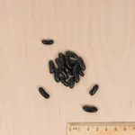 Légumes Secs - Haricot Nain Beurre de Rocquencourt - MEDIA_3D