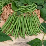 Légumes Secs - Haricot Nain Vert Bravo - 20 m - face recto