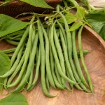 Légumes Secs - Haricot Matilda - face recto