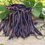 Légumes Secs - Haricot Blauhilde - BIO - face recto