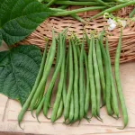 Légumes Secs - Haricot Nain Vert Skipper - face recto