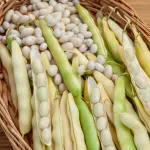 Légumes Secs - Haricot Nain à Ecosser Coco Blanc Précoce  - face recto