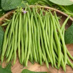 Légumes Secs - Haricot Pongo - 20 m - face recto