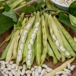 Légumes Secs - Haricot Nain à Ecosser Mogex (type Mogette) - 20 m - face recto