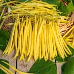 Légumes Secs - Haricot Nain Beurre Victor - 5 m  - face recto