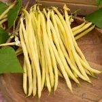 Légumes Secs - Haricot Grimpant Beurre Monte Gusto - 5 m  - face recto